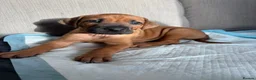 Rhodesian Ridgeback dogs for sale: Premium KC Registered Rhodesian Ridgeback Puppies  - Advert 3