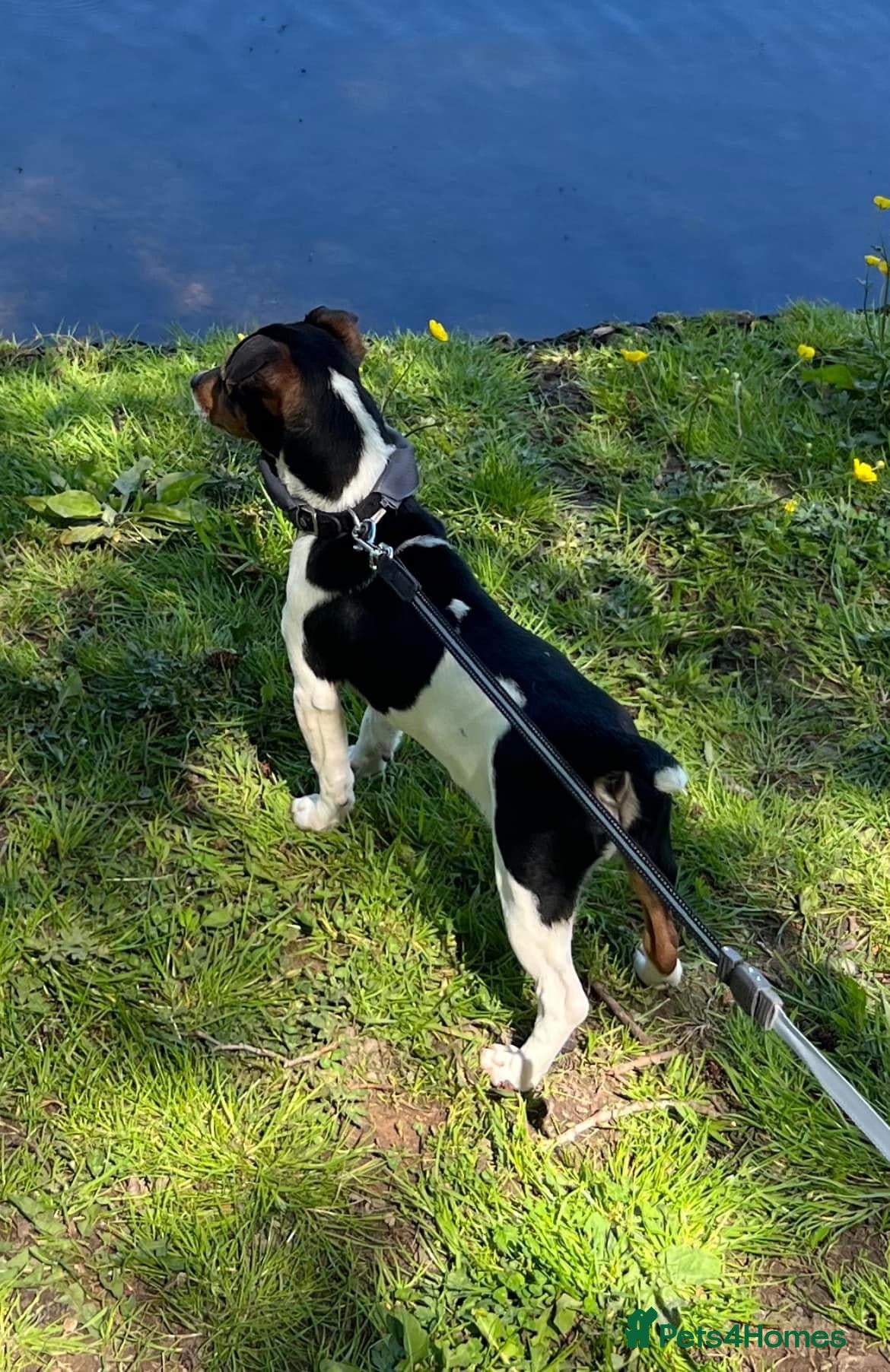 Jack Russell dogs  Miniature Jack Russell Proven & DNA Health Tested - Advert 2