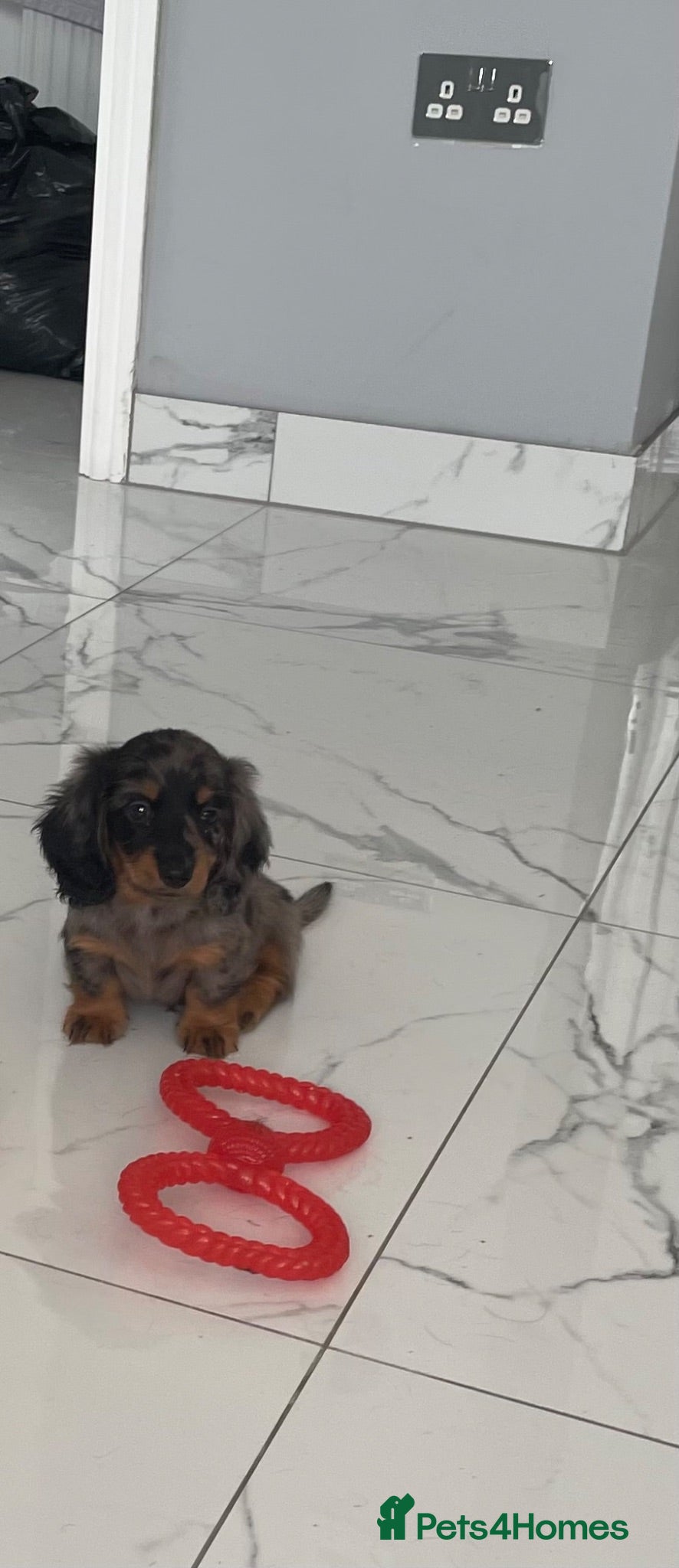 Miniature Dachshund dogs KC MINIATURE LONG HAIRED DACHSHUNDS  - Advert 7