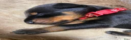Dobermann dogs for sale: KC REGISTERED DOBERMAN PUPS - Advert 24
