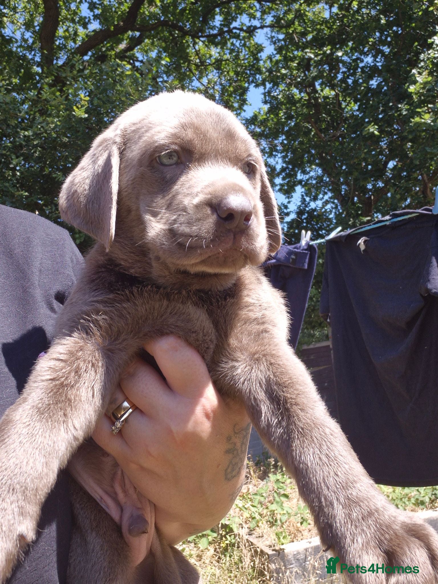 Labrador Retriever dogs Silver Labrador puppies  - Advert 13
