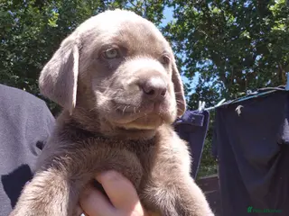 Labrador Retriever dogs Silver Labrador pups ready now 2 left - Advert 1