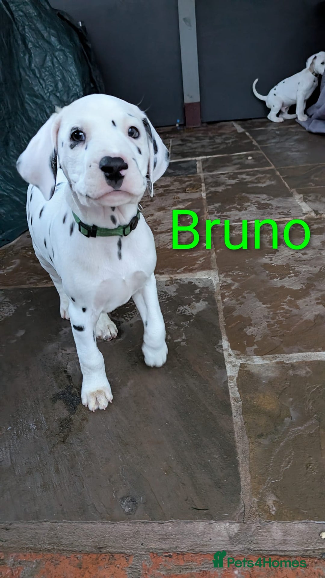 Dalmatian dogs for sale: Dalmatian puppies KC registered last 1 remaining - Advert 1