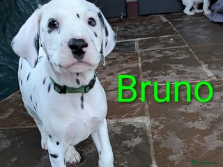 Dalmatian dogs Dalmatian puppies KC registered last 1 remaining - Advert 5