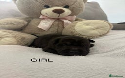 Shar Pei dogs for sale: 🔥 BEAUTIFUL SHARPEI PUPS 🔥  - Image 10