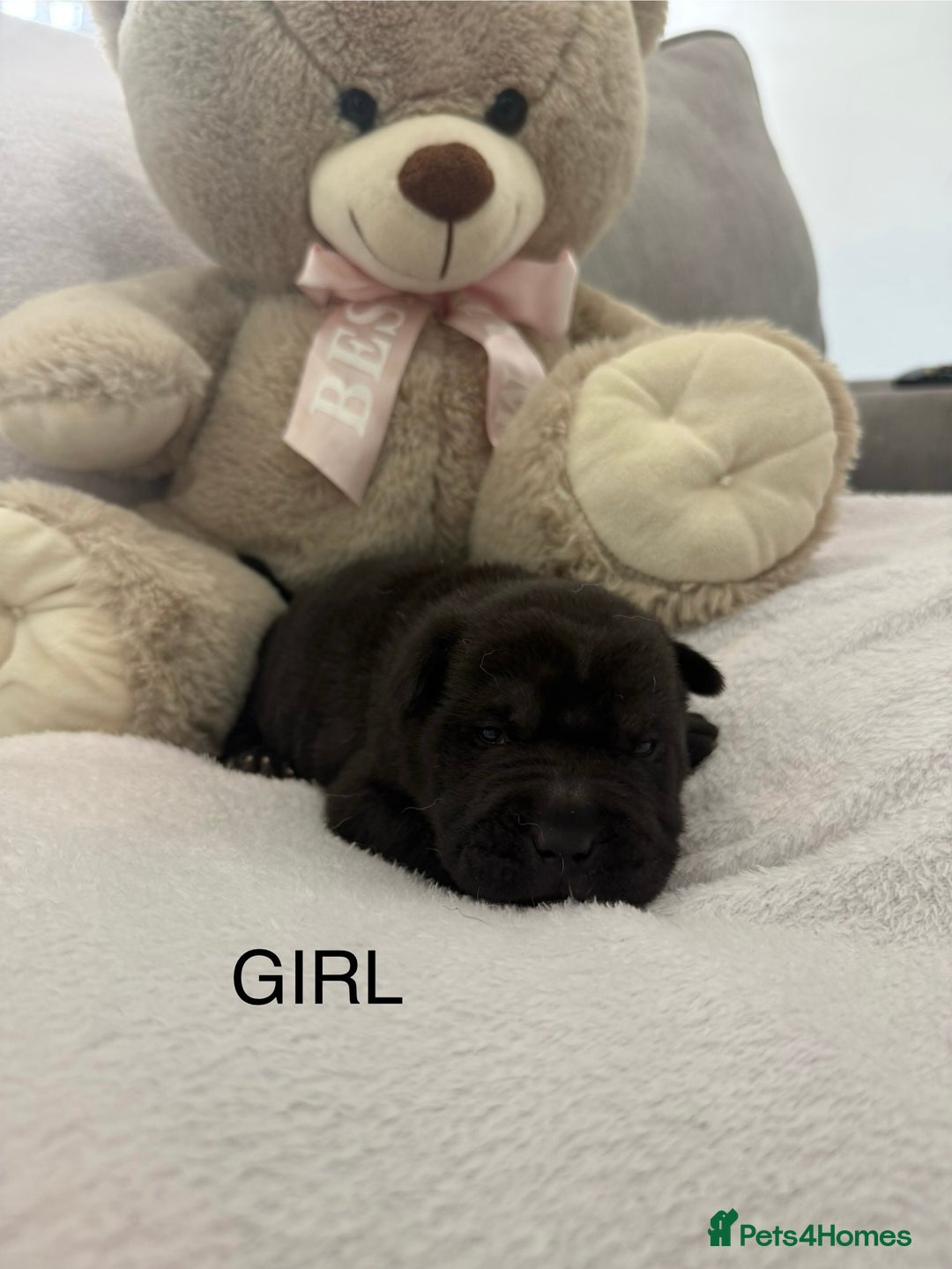 Shar Pei dogs for sale: 🔥 BEAUTIFUL SHARPEI PUPS 🔥  - Image 10
