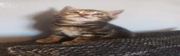 Bengal cats for sale: Bengal kittens looking for new family  - Advert 9