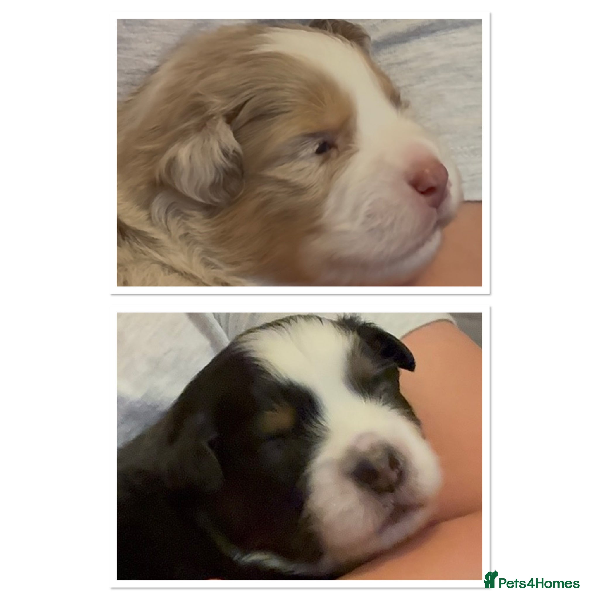 Miniature American Shepherd dogs ** 2 puppies left ** Mini American Puppie - Advert 1