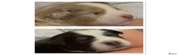 Miniature American Shepherd dogs for sale: ** 1 puppy left ** Mini American Shepherd Puppy - Advert 2