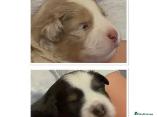 Miniature American Shepherd dogs ** 2 puppies left ** Mini American Puppie - Advert 1