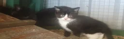 Mixed Breed cats for sale: Lovely kittens - Advert 3