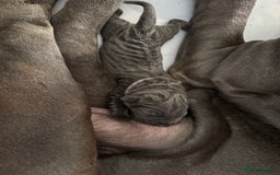 Neapolitan Mastiff dogs for sale: Neapolitan mastiff puppies  - Image 7