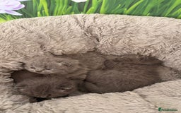 British Shorthair cats for sale: British Shorthair Kittens  - Image 2