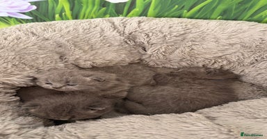 British Shorthair cats - Advert 2
