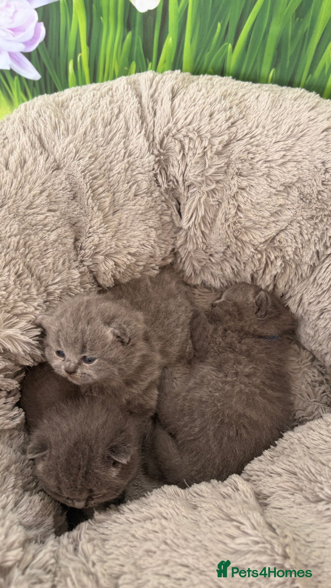 British Shorthair cats for sale: British Shorthair Kittens  - Image 2
