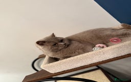 British Shorthair cats for sale: Neutered GCCG CHAMPION lilac Male - Image 5