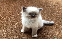 Ragdoll cats for sale: Adorable Ragdoll Kittens - Image 9