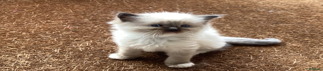 Ragdoll Kitten 2