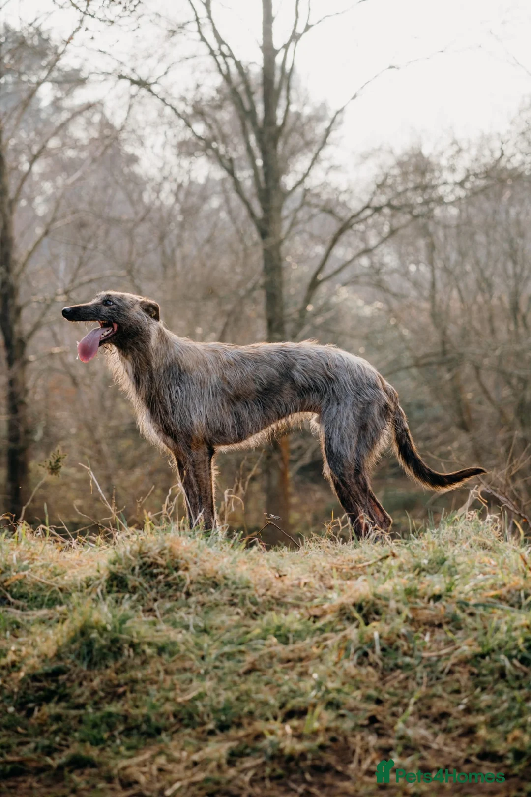 Lurcher dogs for sale: 2 year old lurcher - Advert 5
