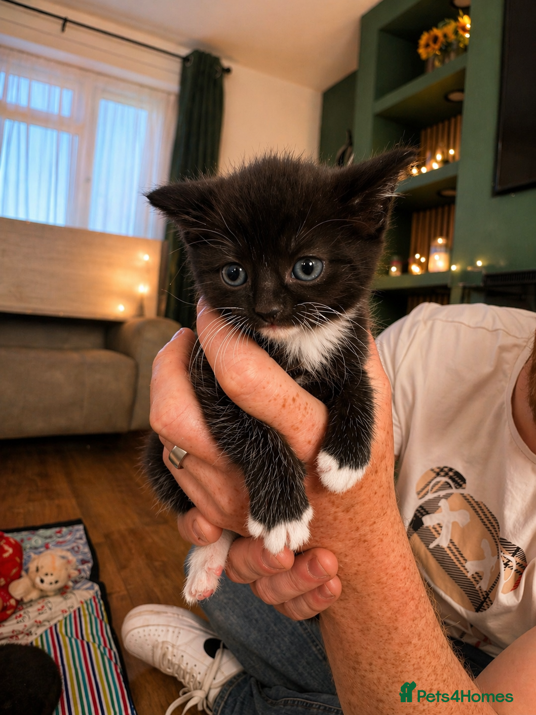 British Shorthair cats Longhair kittens - Advert 4