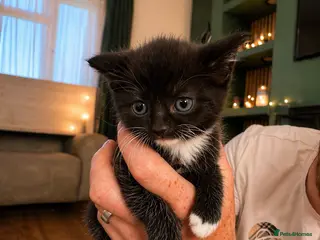 British Shorthair cats Longhair kittens - Advert 4