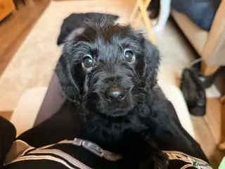 Labradoodle dogs Labradoodle puppy - Advert 1