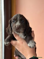 Cocker Spaniel dogs Cocker spaniel puppies - Advert 4