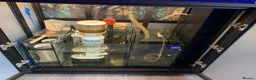 Shrimps fish for sale: Saltwater Marine Fish, complete set up - Advert 7
