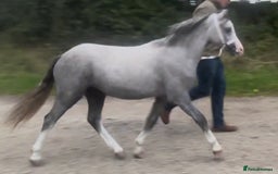 Welsh Section A horses for sale: Reg. Welsh section A yearling colt  - Image 1