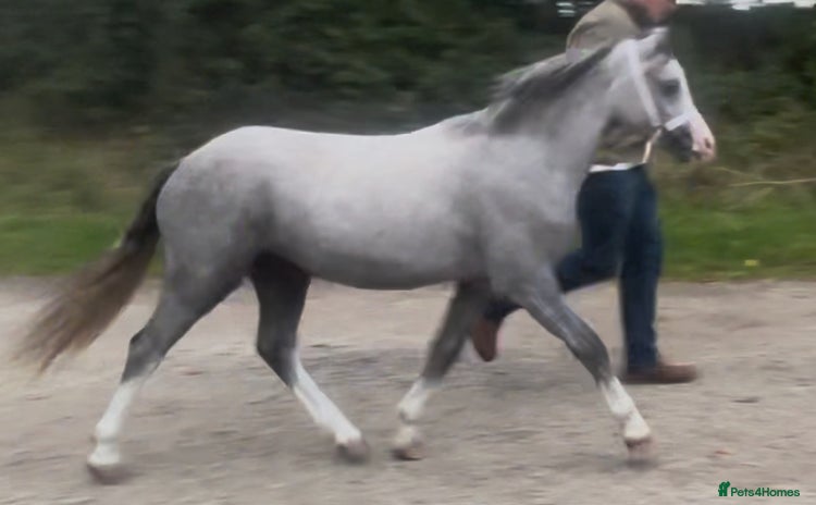 Welsh Section A horses - Advert 1