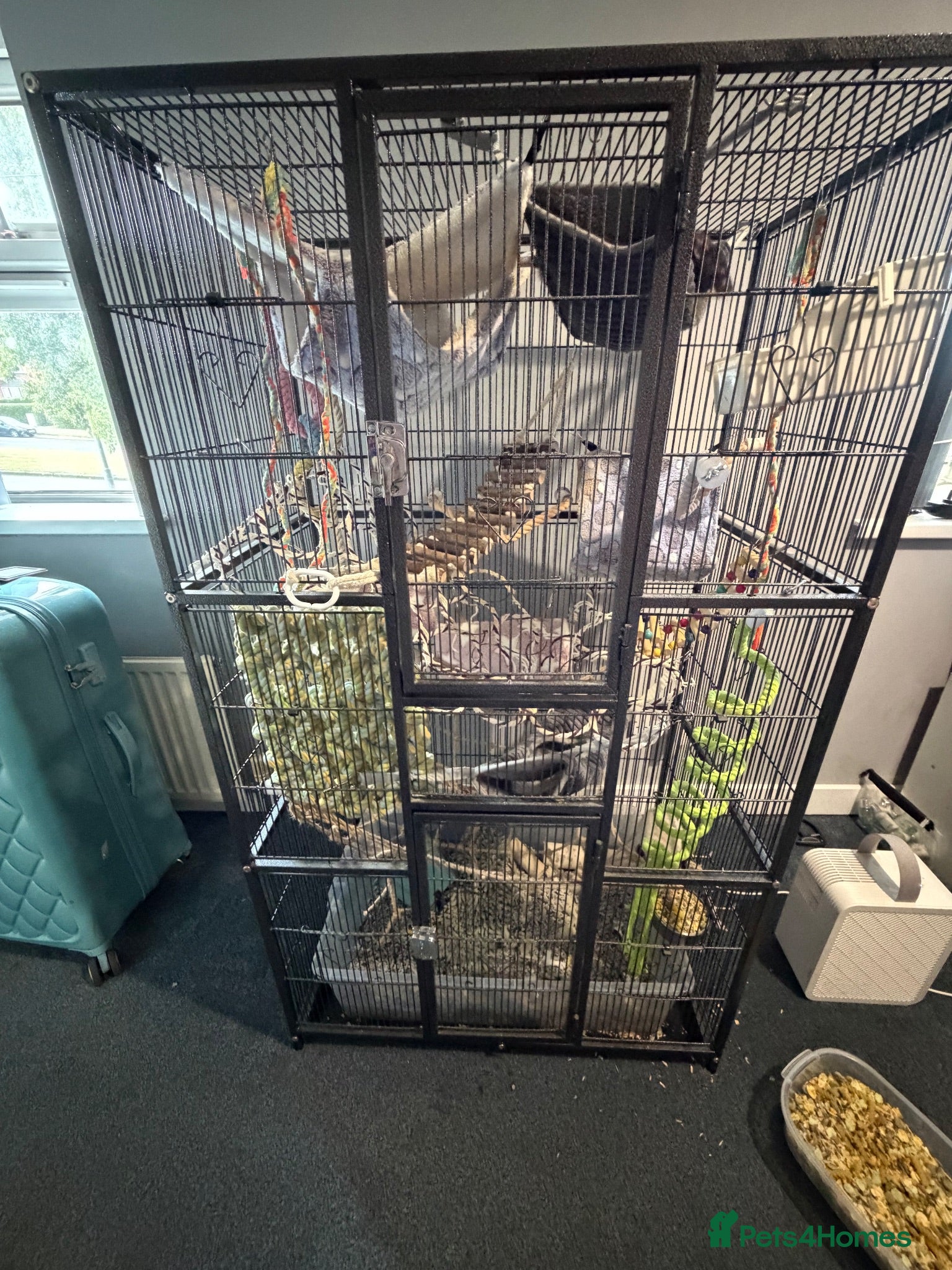 Rat rodents 2 male rats for sale  - Advert 2