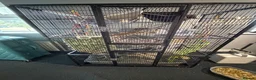 Rat rodents for sale: 2 male rats for sale  in Leeds - Advert 1