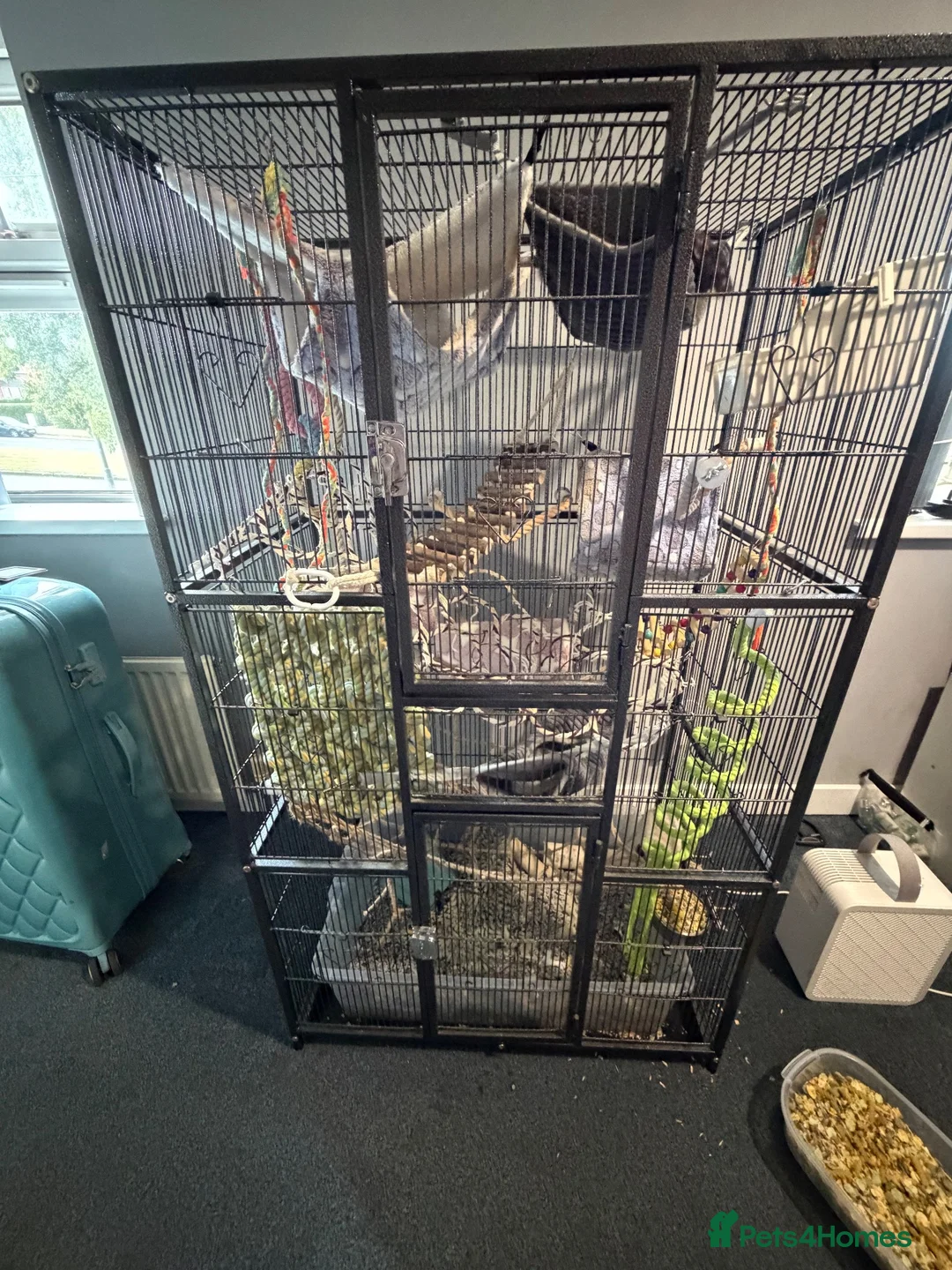 Rat rodents for sale: 2 male rats for sale  in Leeds - Advert 1
