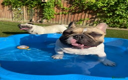 French Bulldog dogs for sale: Perfect sweet boy looking for new home  - Image 4