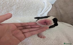 Mixed Breed dogs for sale: Cockerbull puppies  - Image 8