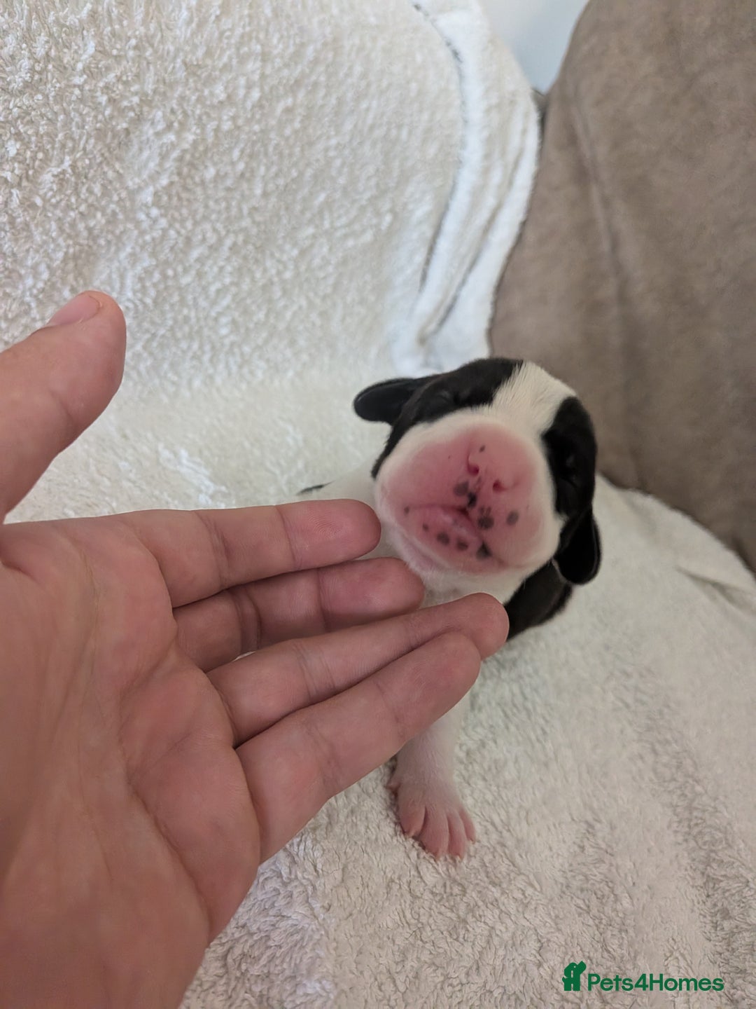 Mixed Breed dogs for sale: Cockerbull puppies  - Image 8