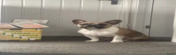 French Bulldog dogs for stud: FRENCH BULLDOG STUD in Stoke-on-Trent - Advert 4