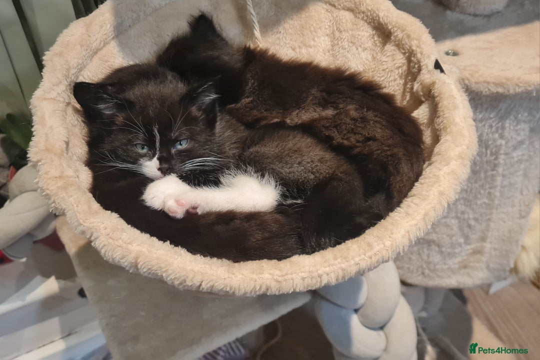 Mixed Breed cats for sale: Mix Ragdoll - Advert 6