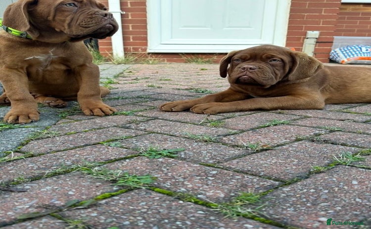 Dogue De Bordeaux dogs - Advert 5