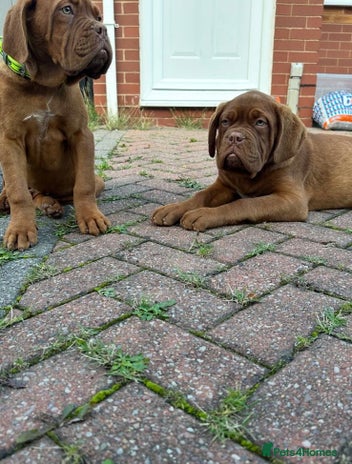 Dogue De Bordeaux dogs - Advert 6