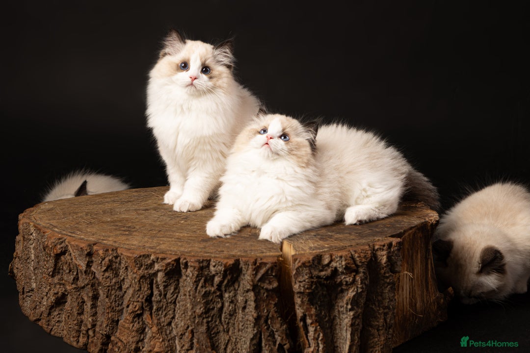 Ragdoll cats for sale: Gorgeous Ragdoll Kittens - Royal Raggies - Advert 4