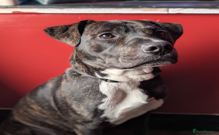Mixed Breed dogs - Advert 1