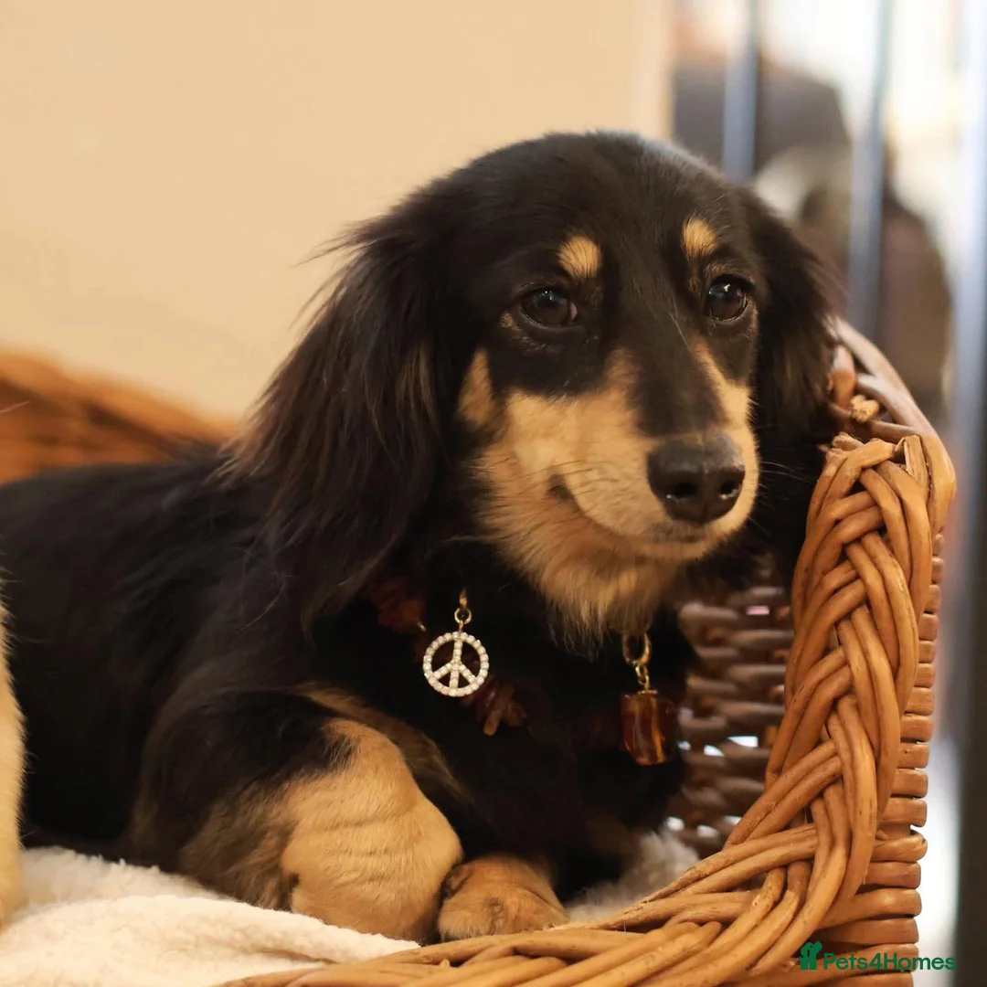 Miniature Dachshund dogs for sale: 5*Licensed+KCreg+PRAClear+Vetchecked+BLACK&CREAM - Advert 25