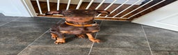 Dobermann dogs for sale: Draco - Advert 2