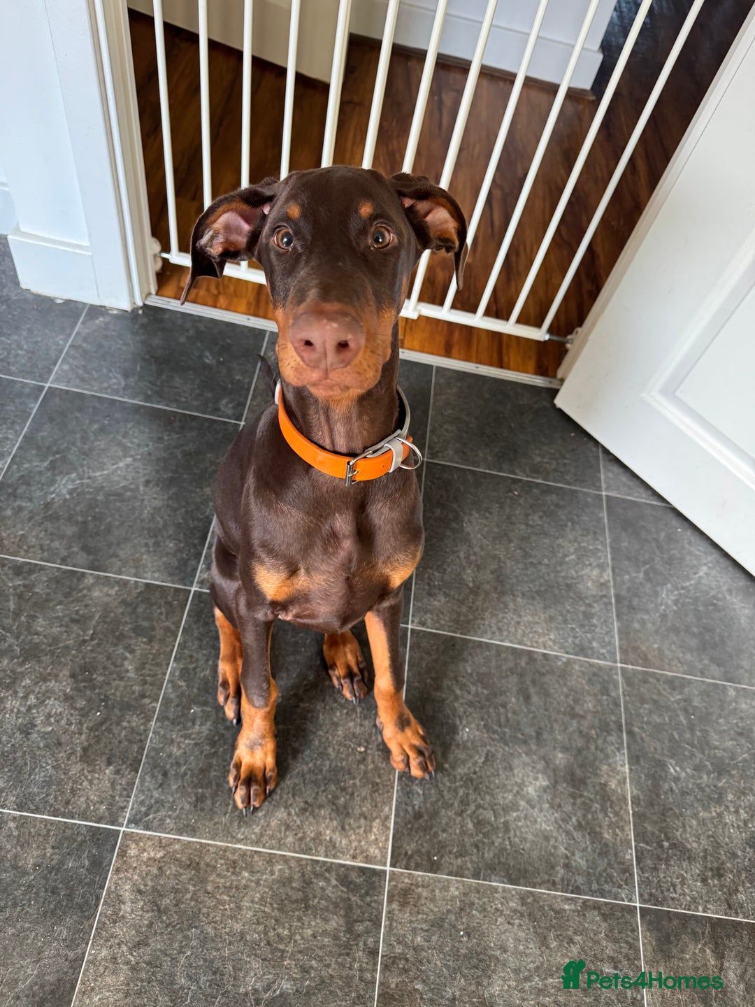 Dobermann dogs for sale: Draco - Advert 2