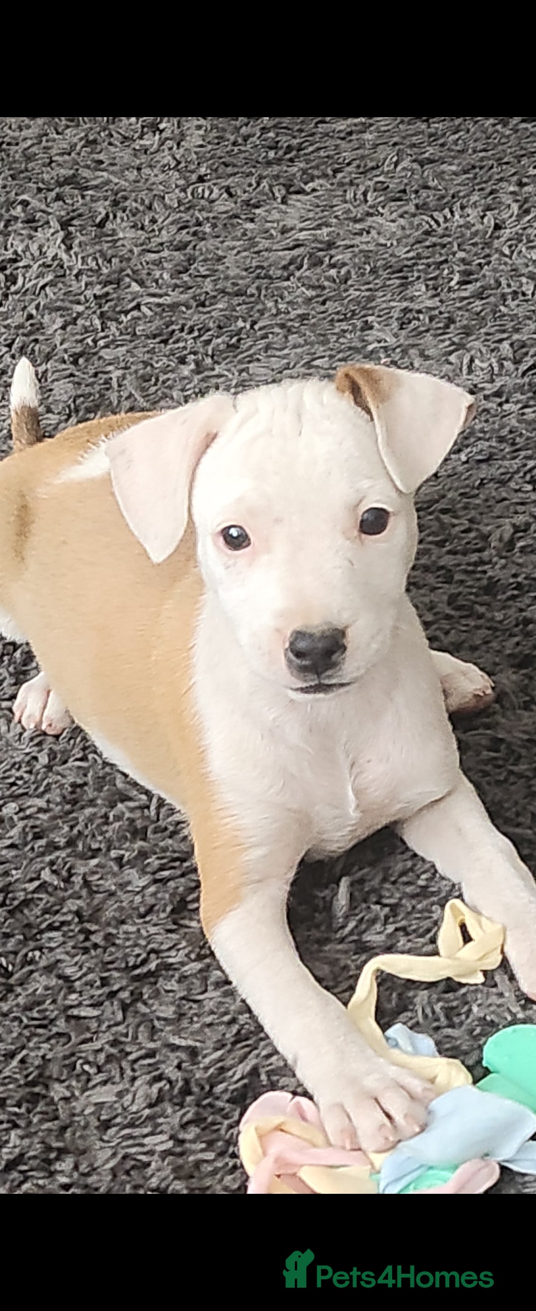 Mixed Breed dogs for sale: Female pup for sale  - Advert 5