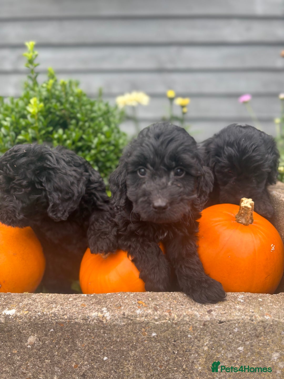 Cockapoo dogs for sale: F1 cockapoos girls  - Image 16