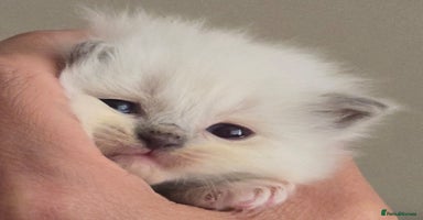 Ragdoll cats - Advert 8