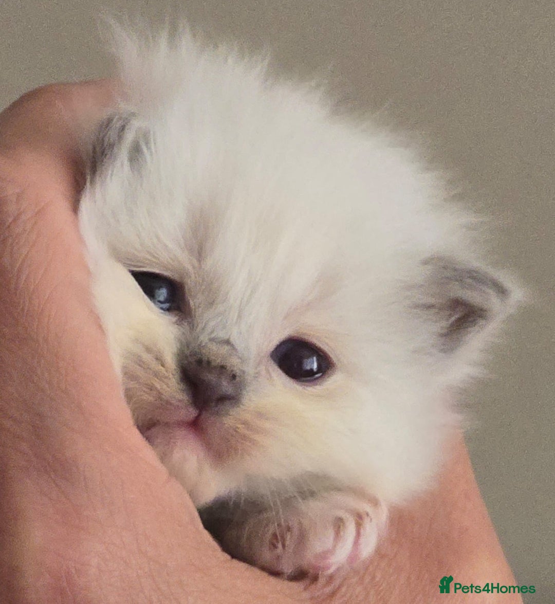 Ragdoll cats for sale: Irresistable Blue Mitted Ragdoll Kittens🙀😻🙀 - Image 3