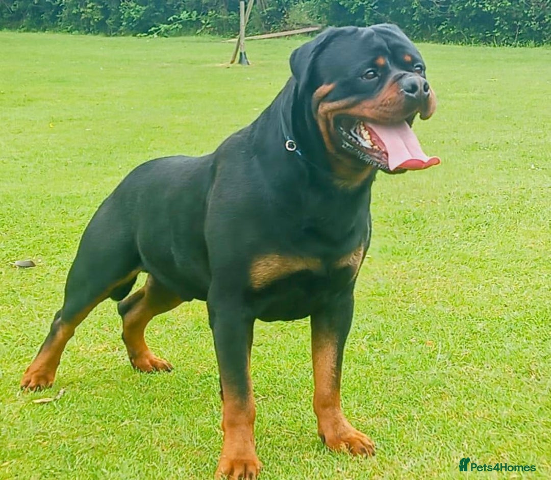 Rottweiler dogs for sale: Rottweiler  - Image 11